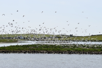 A large flock of terns, black and white sea birds, take flight on mass from their small nesting islands surrounded by a calm lagoon of water. Behind them hills and farmland with a pale grey sky.