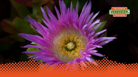 Carpobrotus edulis with logo