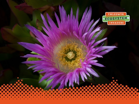 Carpobrotus edulis with logo (Spotlight)