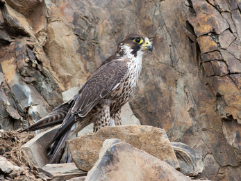 Birds of prey experiences in Wales, Things to do