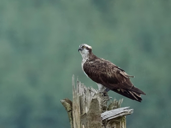 An osprey, a large bird of prey with white body and head, dark brown wings and eye-stripe, and piercing yellow eyes. It is perched on a broken tree stump.