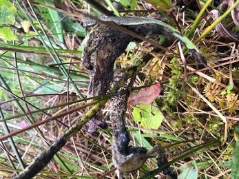 Marsh Fritillary Web Cors Y Wlad