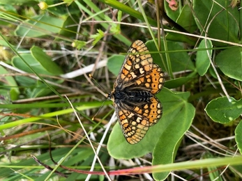 Marsh Fritillary at Cors Y Wlad