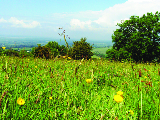 Wildflower meadows | North Wales Wildlife Trust