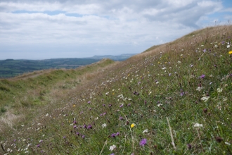 Lowland limestone grassland