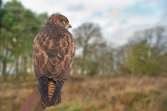 Birds Of Prey North Wales Wildlife Trust