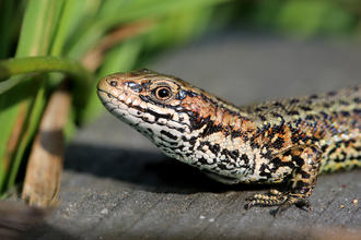 Common lizard