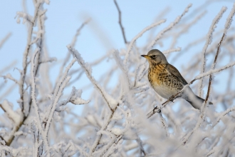 Fieldfare