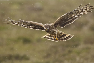 Birds Of Prey North Wales Wildlife Trust