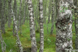 Upland birch wood