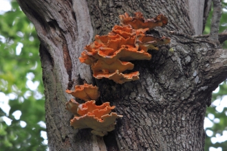 A large orange-red bracket fungi, that grows in flat layers like a shelf. It sits high up on a large oak tree.