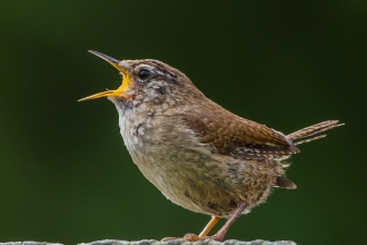 Wren