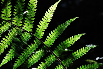 Bracken frond_Zsuzsanna Bird