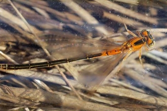 Teneral female Ischnura pumilio