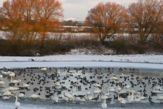 A partially frozen pond, with numerous different types of wildfowl and waders in the centre and stood around the edges on the ice. The area the pond is in is enclosed at the back by bare trees that are a vibrant orange in the winter suns glow. behind them are many snowy fields and hedgerows, with some hills in the far distance.