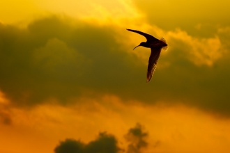 Curlew flying against a dawn sky_ Ben Hall- 2020vision.