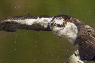 Osprey (c) Peter Cairns/2020Vision 