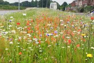 Wildflower meadow on the Wrexham Industrial Estate Living Landscape project