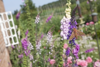 A garden with many bright colourful plants, pink and purple foxgloves, and large roses. On one plant sits an elephant hawk moth, a large olive yellow and pink striped moth.