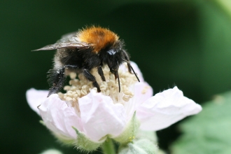 Tree bumblebee