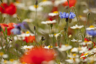 Cornfield wildflowers