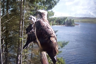 Osprey at Brenig