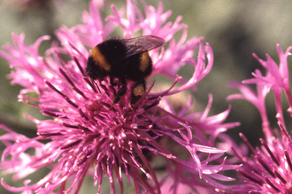 Knapweed with bee