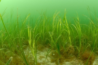A Bed of Seagrass in a sandy patch of ocean. Long thin green blade of grass are surrounded at their base by brown algae and the sea is a cloudy but pale green around it.