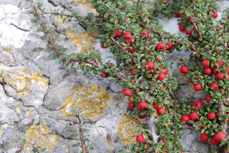 Cotoneaster 