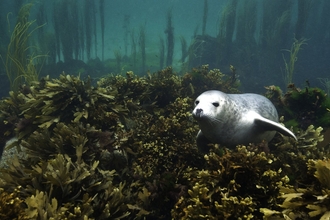 A grey seal floats centre right of the picture, just above a layer of brown seaweeds that cover all the rocks on the seabed. behind the seaweed carpet there is a drop, and rising from deeper water there are large strands of kelp and similar seaweeds creating a dense forest like appearance in the background, but all tinted blue and slightly hazy as the visibility lowers at greater distance.