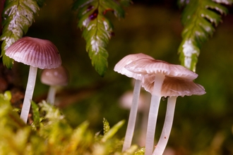 A delicate species of bonnet fungi, with pale almost translucent white stems, and dark pink radial stripes on the cap, which varies from nearly flat to a hemisphere among the small group visible. They are set in a dark section of woodland floor, surrounded by mosses and leaves.