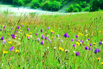 Minera Quarry Nature Reserve