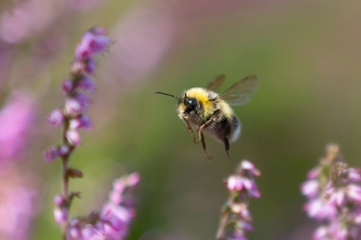 Bumblebee