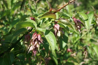 Himalayan honeysuckle