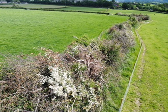 A hedgerow boundary between 2 fields, 6 months after laying. Some parts are bare branched and sparse, others are more dense and patches of small white flowers are in bloom along the length of the hedgerow.