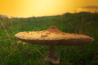 A flat, pale cream parasol fungi, with brown patches and stem, in a field. The sky is orange with late sun and tints everything with it's glow.