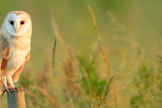 Image of Barn Owl on fence post 