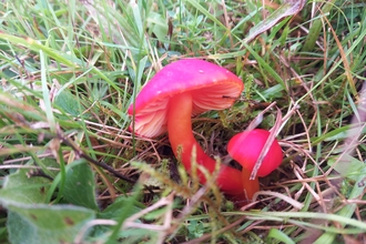 A pair of small bright red fungi, with white gills underneath, in the classic toadstool shape. Growing at ground level from between grasses and other small plants.