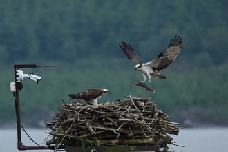 A pair of Ospreys at the Llyn Brenig nest. The nest is on a pole above water, with a security camera to the left monitoring the birds. The ospreys are large bird of prey with white bodies, dark brown wings and an eye stripe. One is stood in the nest, the other is just coign in to land with it's wings spread wide, and a large fish held in one claw.