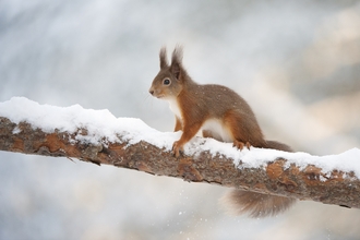 A red squirrel sits on a tree branch in the snow in winter. The colour of the branch and snow match almost exactly the squirrels red-brown coat and white underside.