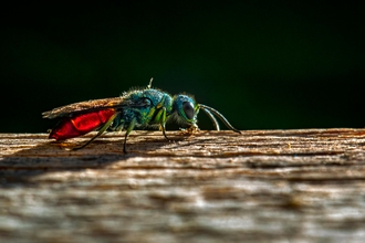 Ruby-tailed wasp