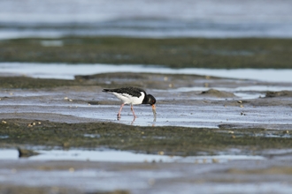 Oystercatcher looking for a meal