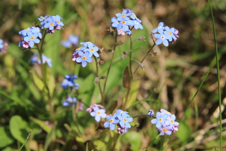 Forget-me-not flowers in bloom