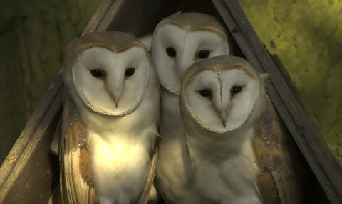 Barn owls