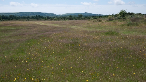 Lowland dry acid grassland