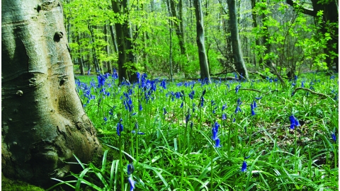 A fresh green spring woodland, with lots of tall delicate bluebells carpeting the ground between the trees.