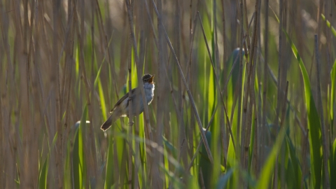 Reed warbler in fens, David Tipling - 2020 Vision