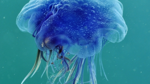 Blue jellyfish | North Wales Wildlife Trust