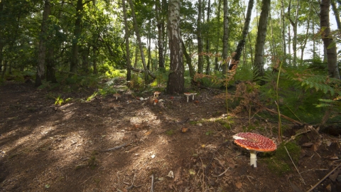 A Woodland with Birch trees around the edge of a clearing. At the base of several trees are Fly Agaric fungi, with white stems, and large red caps covered in white spots.