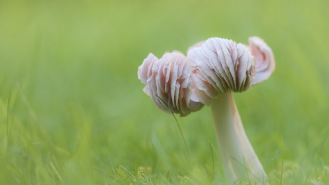 Pink waxcap fungi_ Guy Edwardes-2020vision